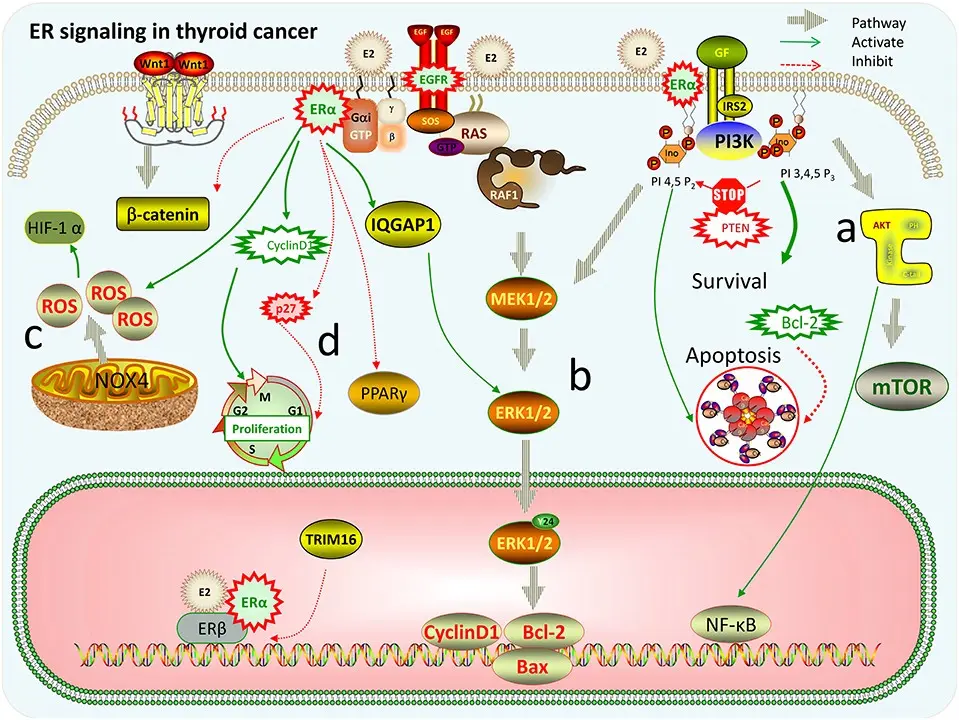 Estrogen may stimulate the development of oral cancer in women