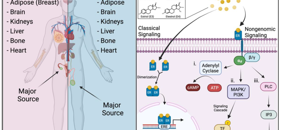 Estrogen protects women against stomach cancer