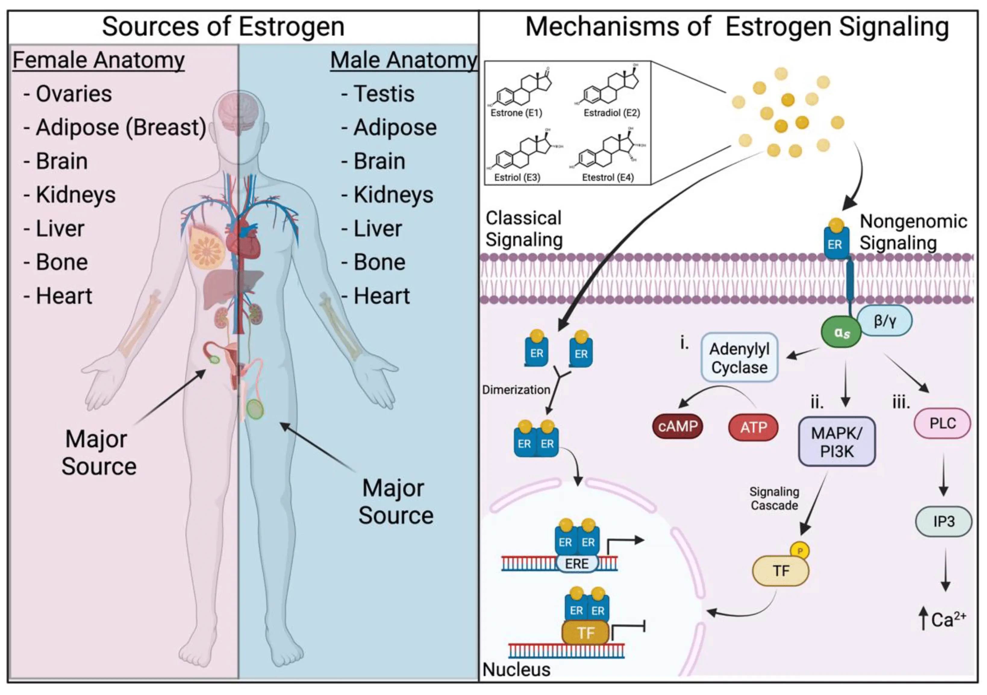 Estrogen protects women against stomach cancer