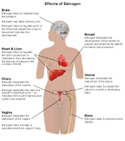 Estrogens and their role in the body. What does an excess or deficiency of estrogens testify to?