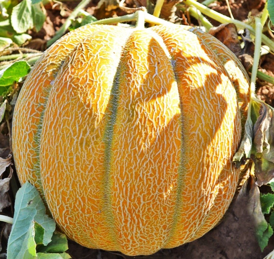 Ethiopian melon - tasty, juicy, healthy oriental guest