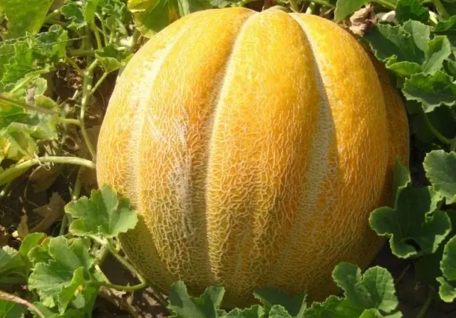 Ethiopian melon: reviews and description