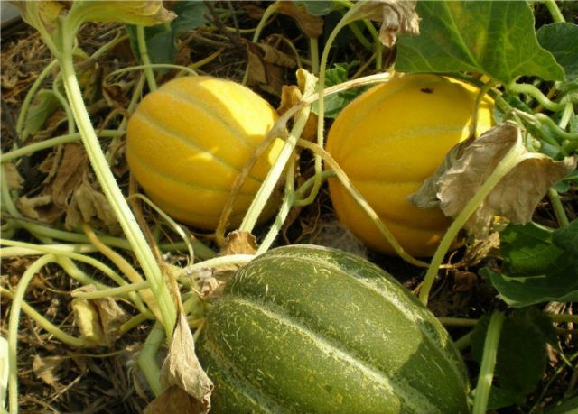 Ethiopian melon: reviews and description