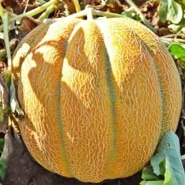 Ethiopian melon: reviews and description