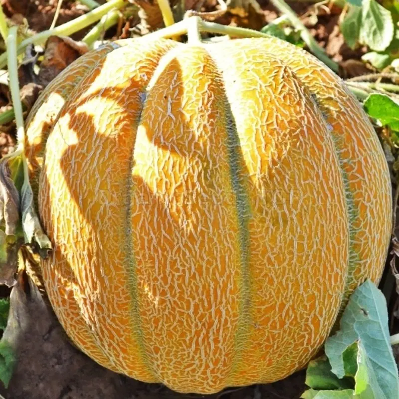 Ethiopian melon &#8211; tasty, juicy, healthy oriental guest