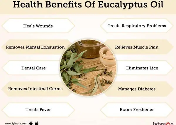 Eucalyptus oil &#8211; properties, applications