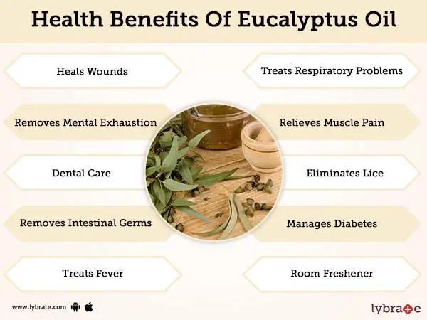 Eucalyptus oil &#8211; properties, applications