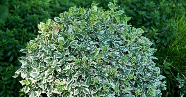 Euonymus: photo and description of the shrub