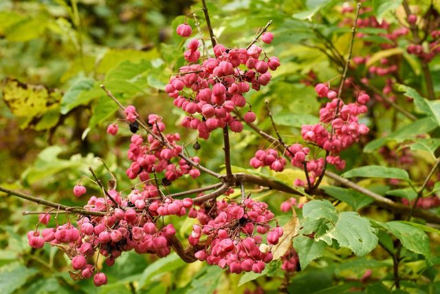 Euonymus: photo and description of the shrub