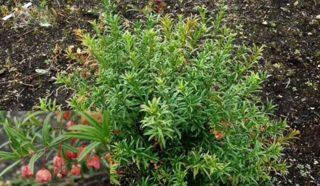 Euonymus: photo and description of the shrub