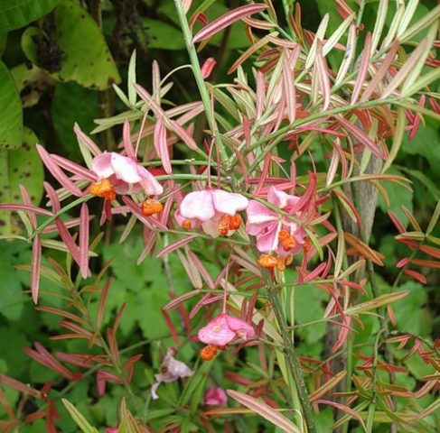 Euonymus: photo and description of the shrub