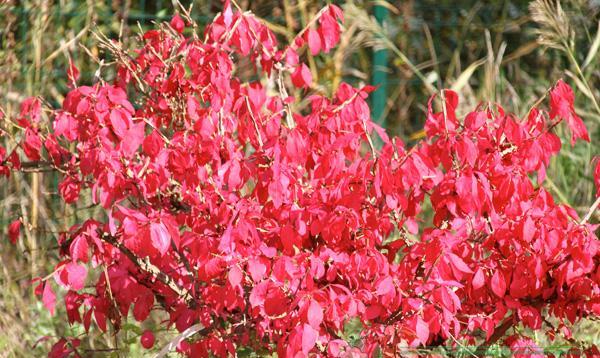 Euonymus: photo and description of the shrub