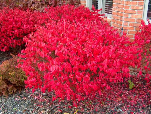 Euonymus: photo and description of the shrub