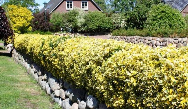 Euonymus: photo and description of the shrub