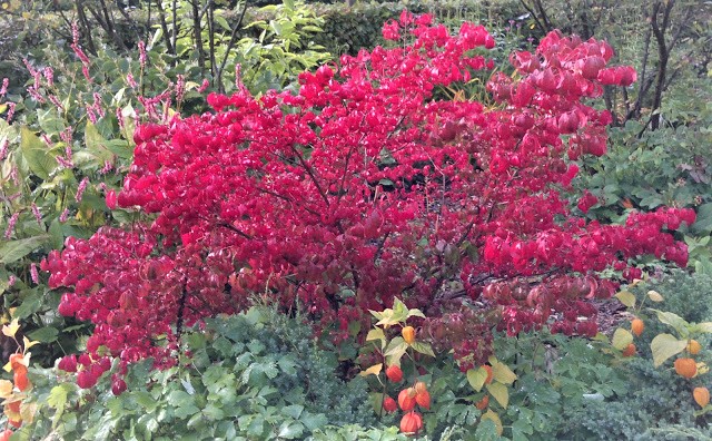 Euonymus: photo and description of the shrub