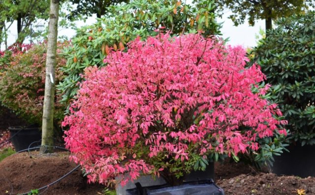 Euonymus: photo and description of the shrub