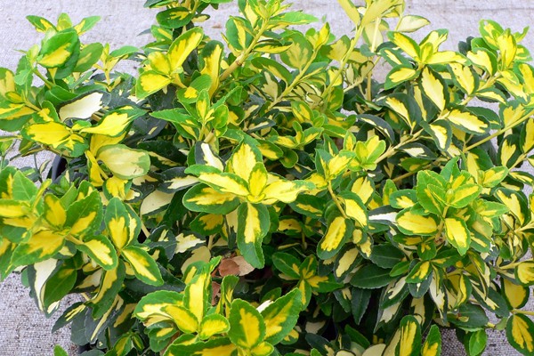 Euonymus: photo and description of the shrub