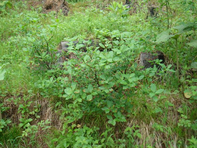 Euonymus: photo and description of the shrub