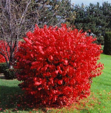 Euonymus: photo and description of the shrub