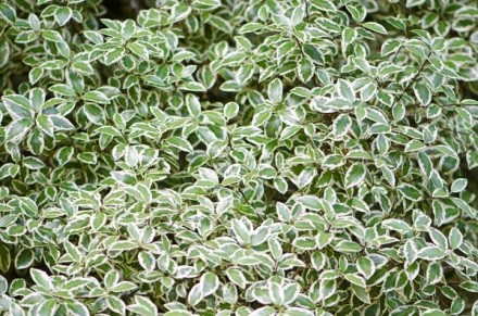 Euonymus: photo and description of the shrub