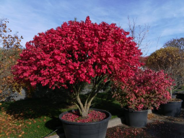 Euonymus: photo and description of the shrub