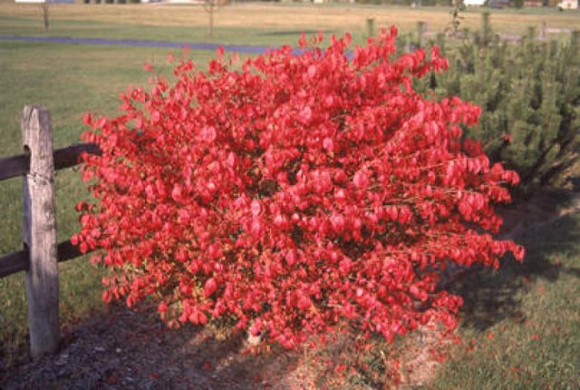 Euonymus: photo and description of the shrub