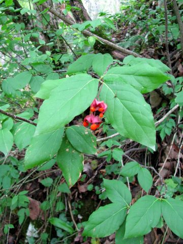 Euonymus: photo and description of the shrub