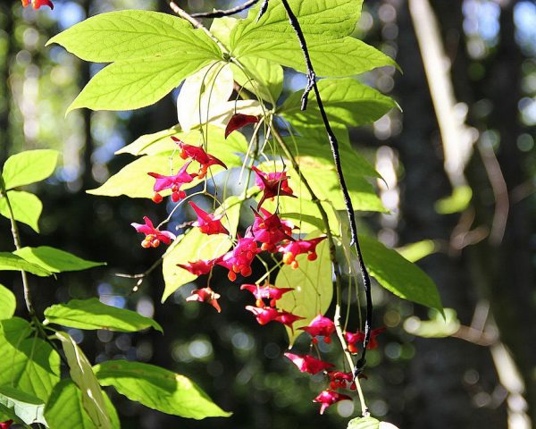 Euonymus: photo and description of the shrub