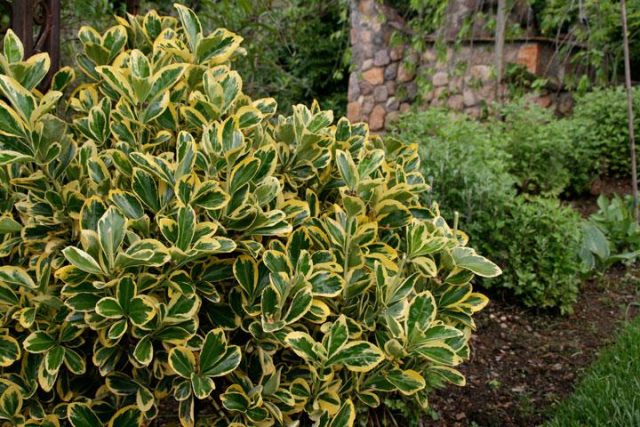 Euonymus: photo and description of the shrub