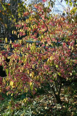 Euonymus: photo and description of the shrub