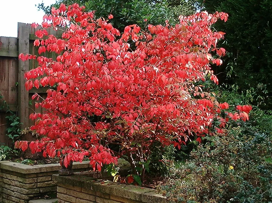 Euonymus: photo and description of the shrub