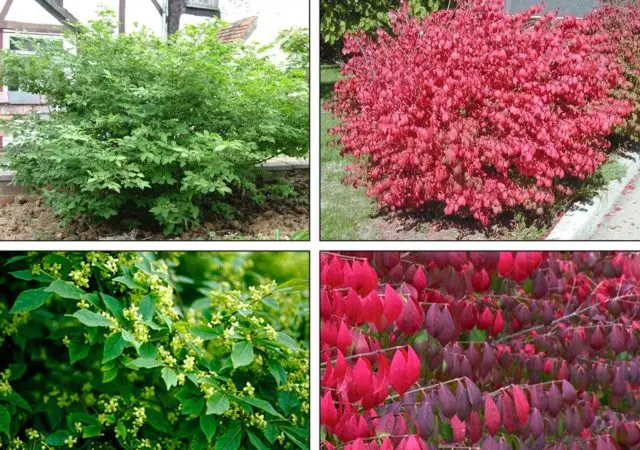 Euonymus shrub: planting and care, photo