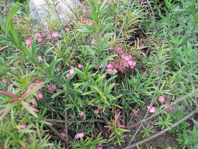 Euonymus shrub: planting and care, photo