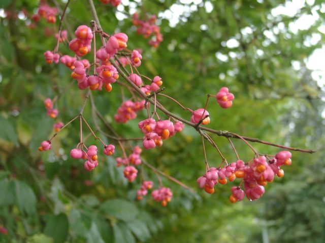 Euonymus shrub: planting and care, photo