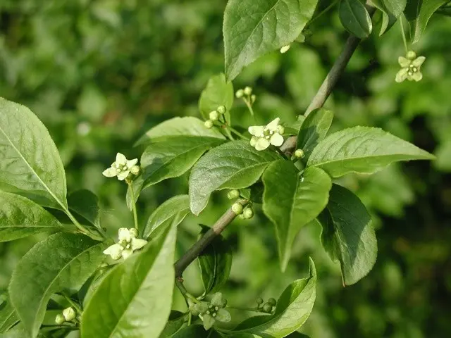 Euonymus shrub: planting and care, photo