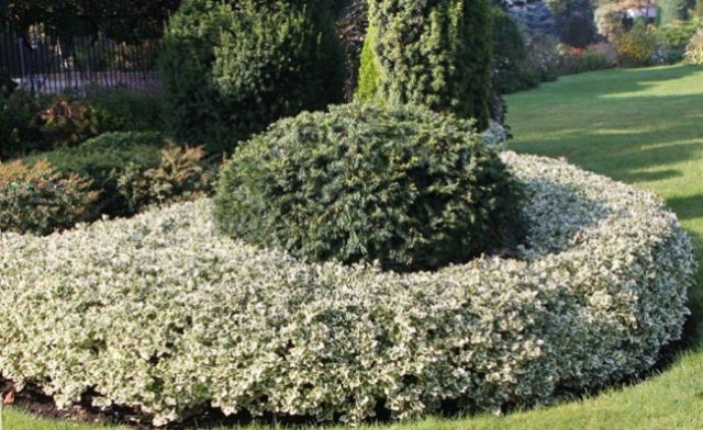 Euonymus shrub: planting and care, photo