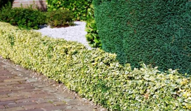 Euonymus shrub: planting and care, photo