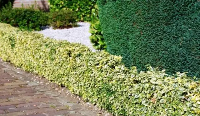 Euonymus shrub: planting and care, photo