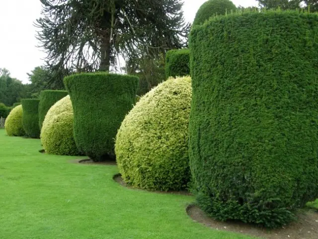 Euonymus shrub: planting and care, photo