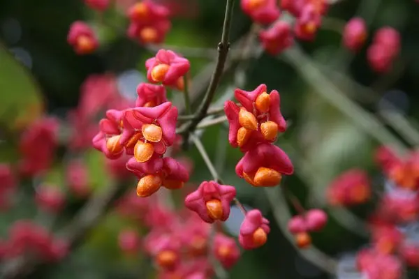 Euonymus shrub: planting and care, photo