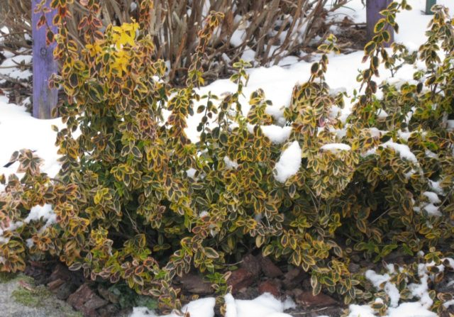 Euonymus shrub: planting and care, photo