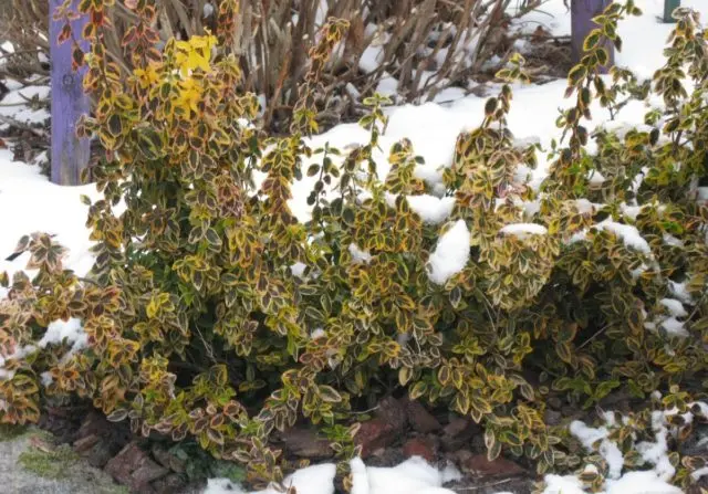 Euonymus shrub: planting and care, photo