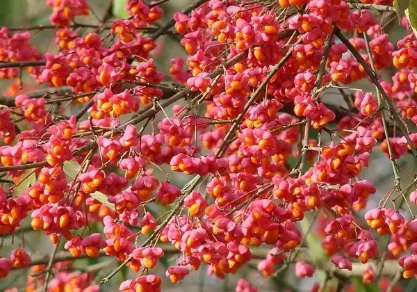 Euonymus shrub: planting and care, photo