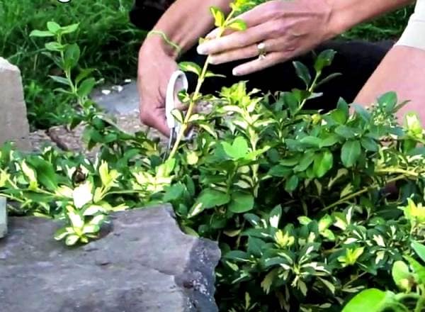 Euonymus shrub: planting and care, photo