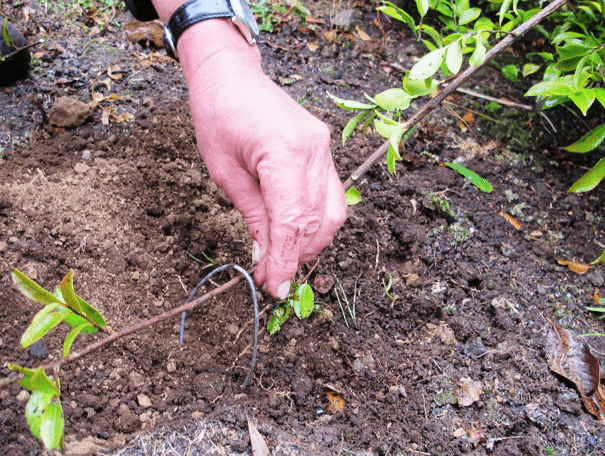 Euonymus shrub: planting and care, photo