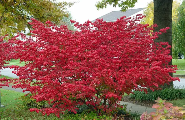 Euonymus shrub: planting and care, photo