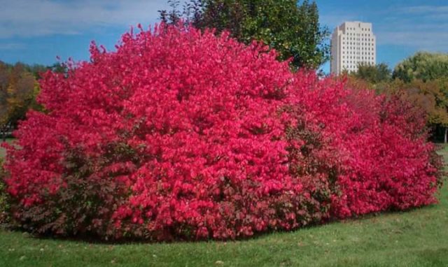 Euonymus shrub: planting and care, photo