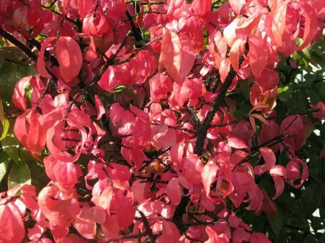 Euonymus shrub: planting and care, photo