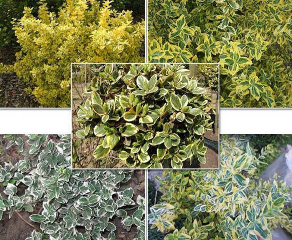 Euonymus shrub: planting and care, photo