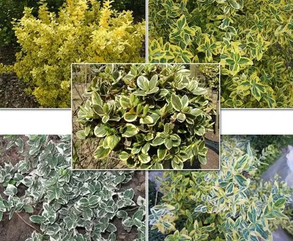 Euonymus shrub: planting and care, photo